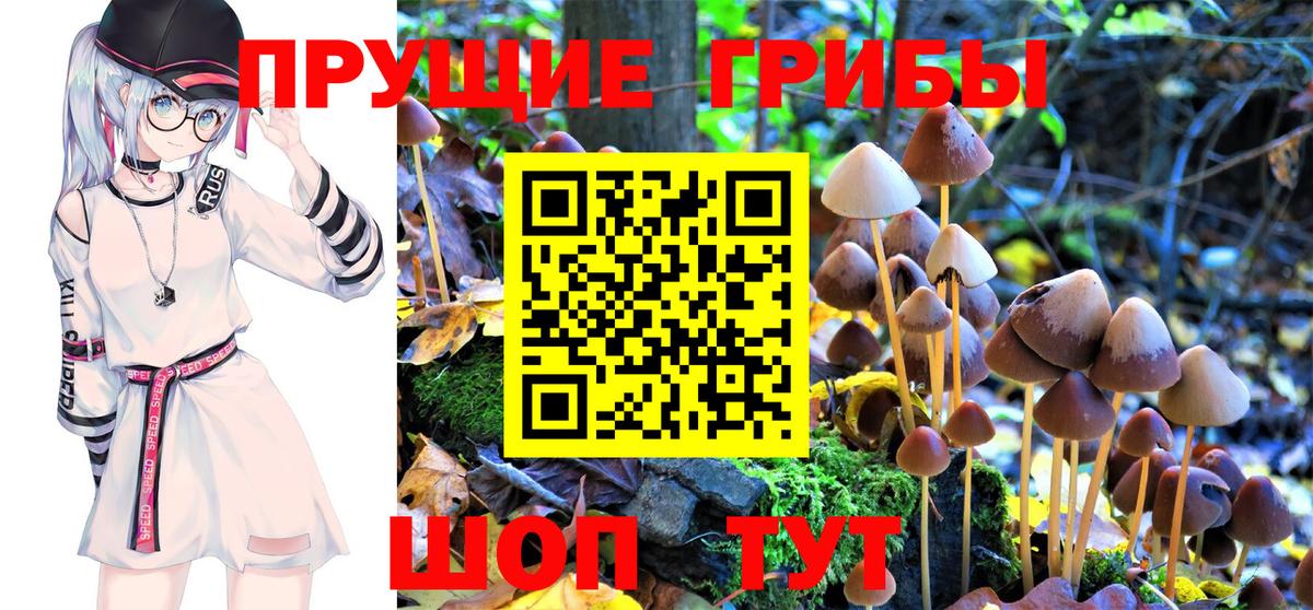 Галлюциногенные грибы Psilocybe Печора